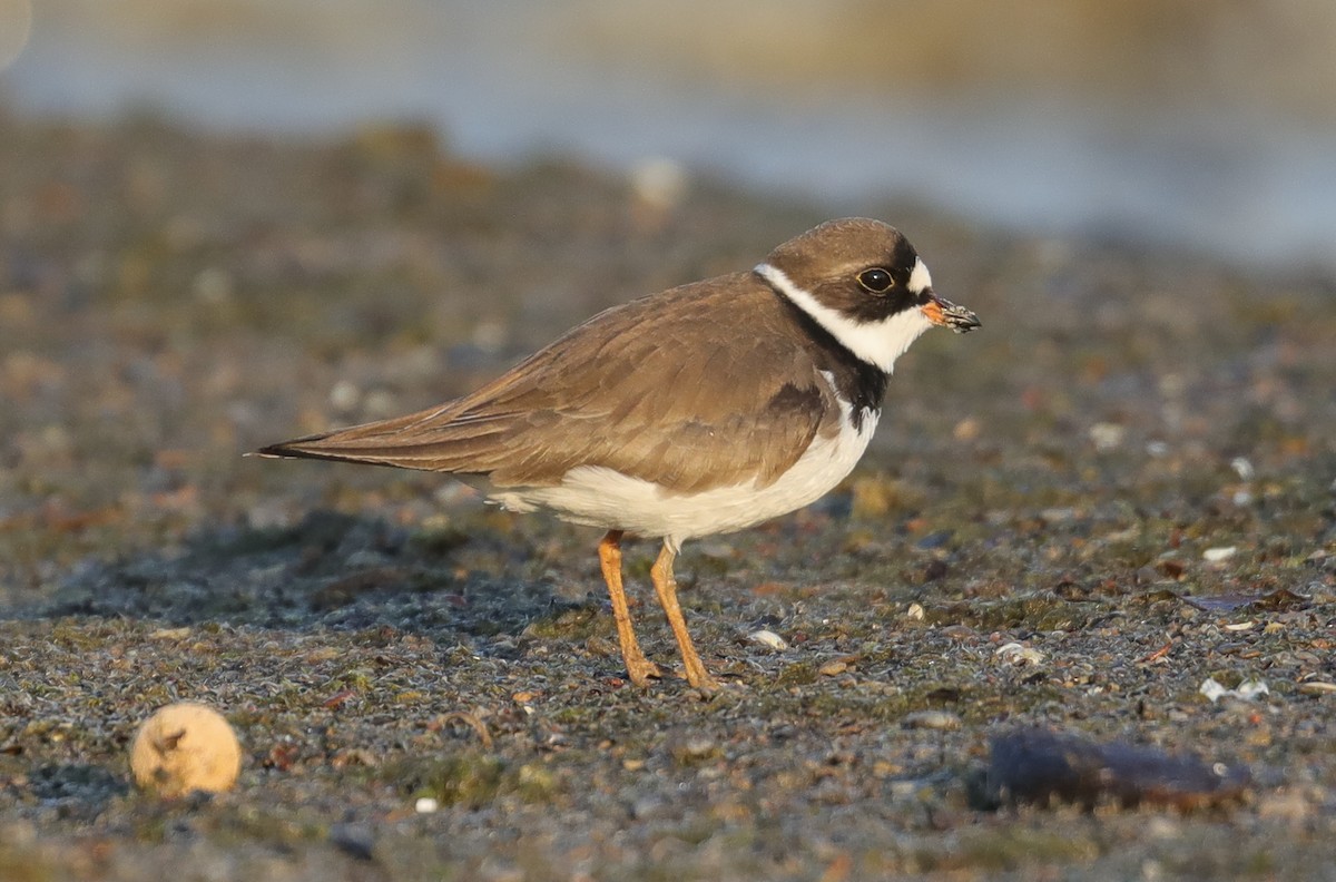 Semipalmated Plover - Matthew Francey