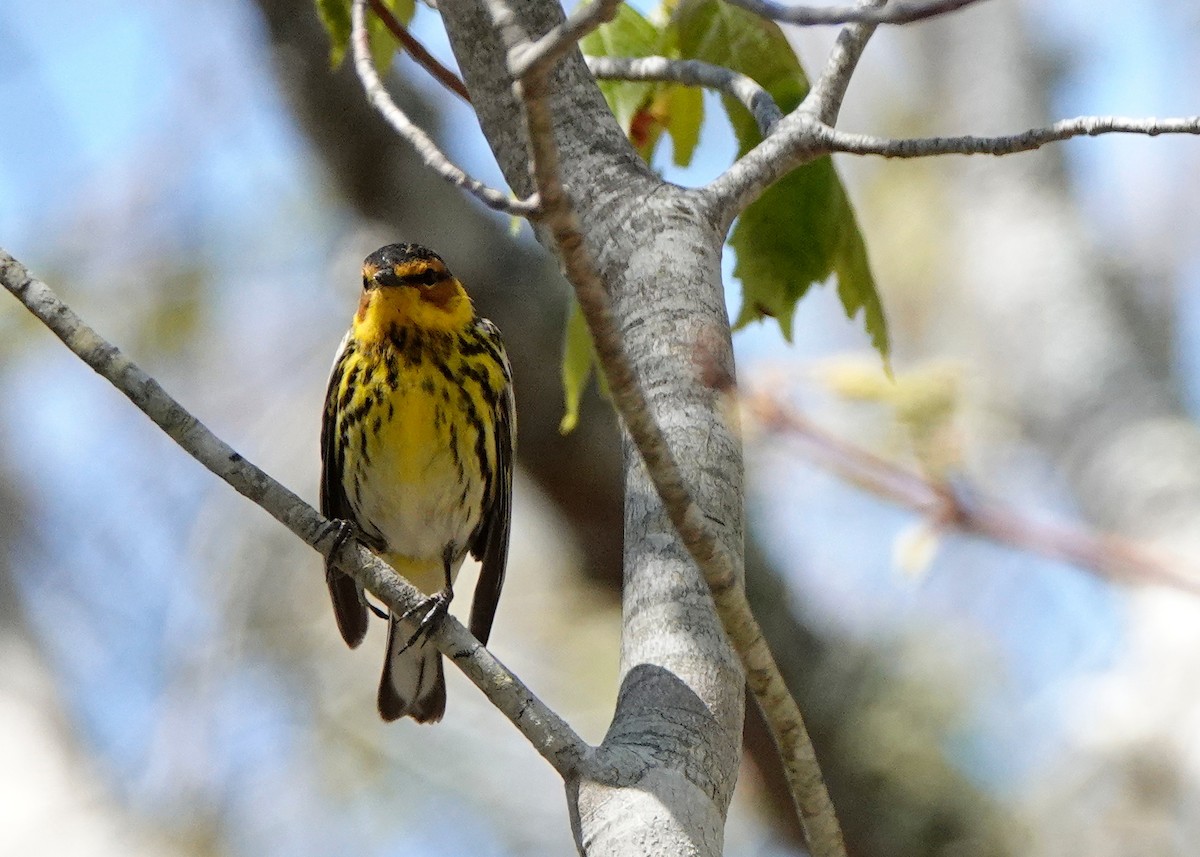Cape May Warbler - Peter Fang/ Gloria Smith