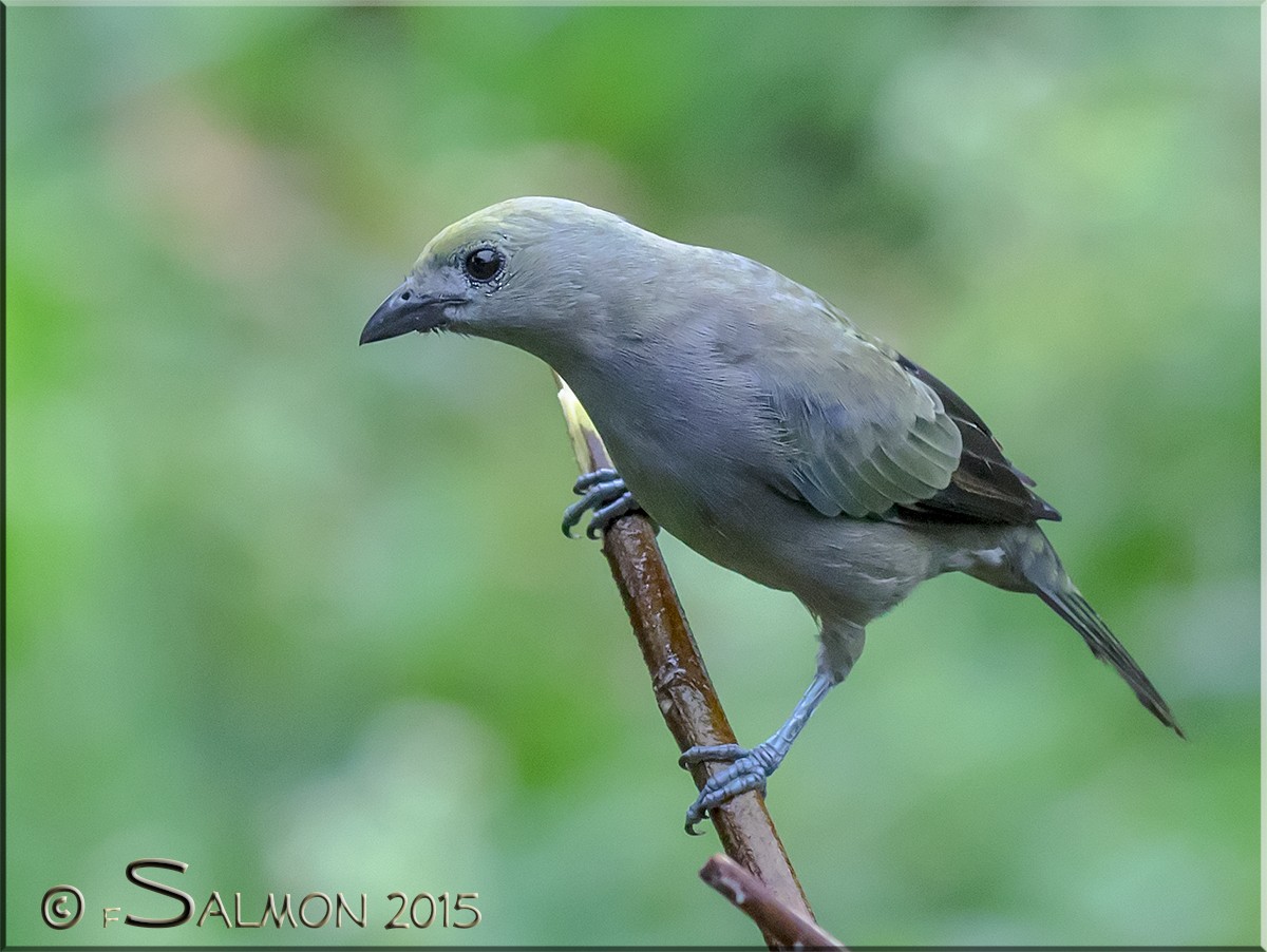 Palm Tanager - ML34001231