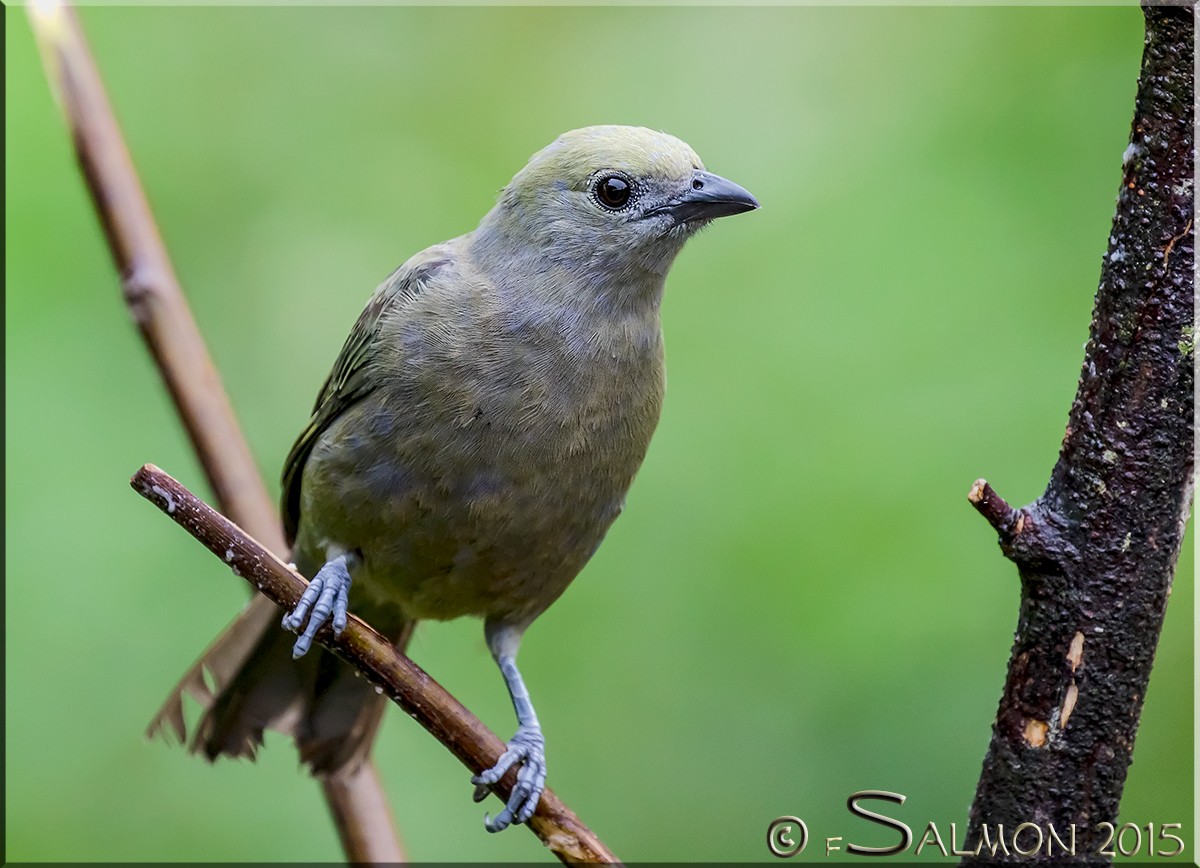 Palm Tanager - ML34001241