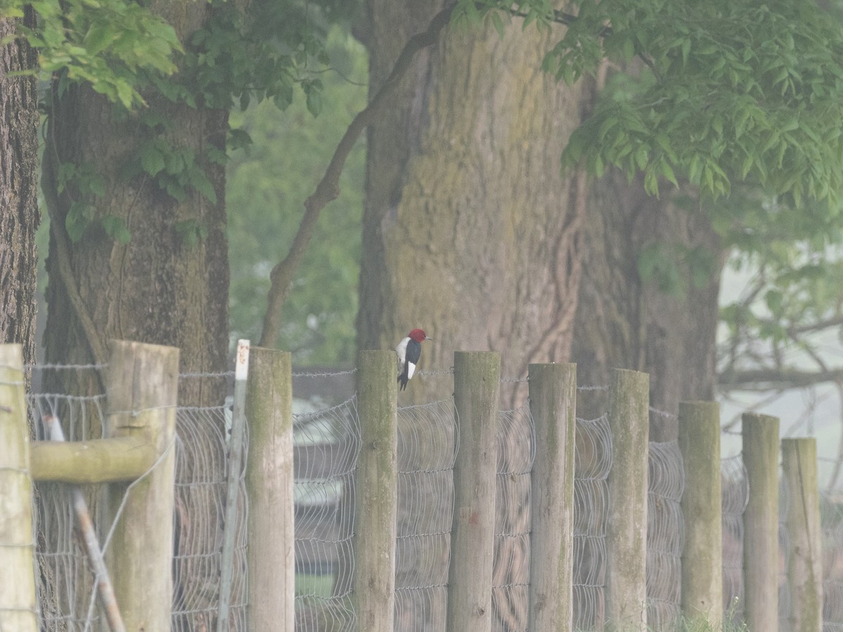 Red-headed Woodpecker - ML340013921