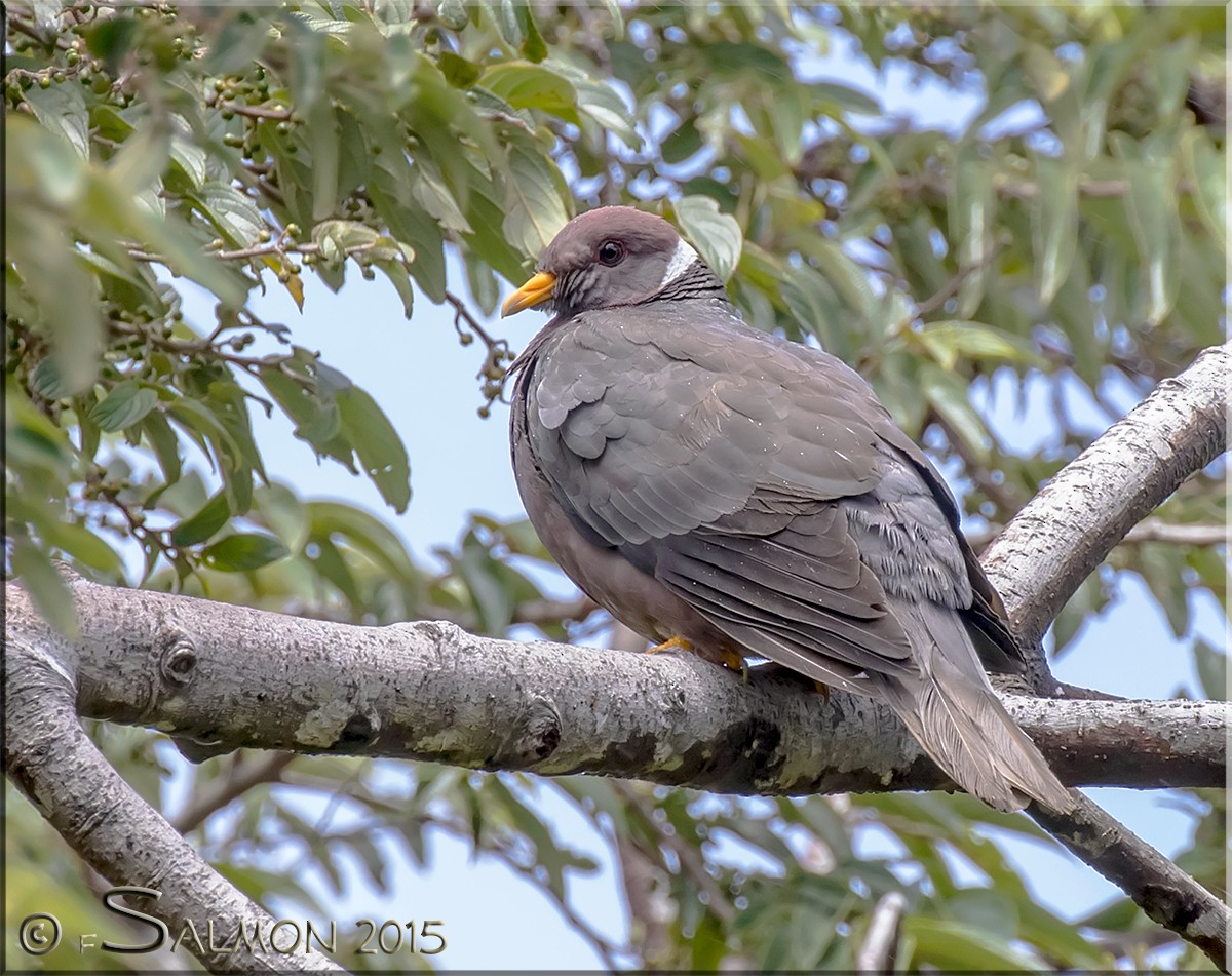 Band-tailed Pigeon - Frank Salmon