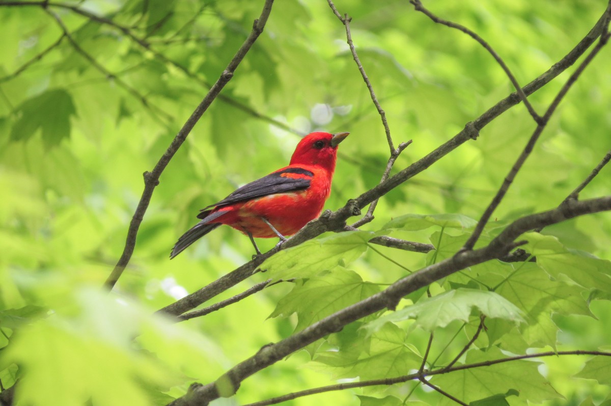 Scarlet Tanager - ML340017931