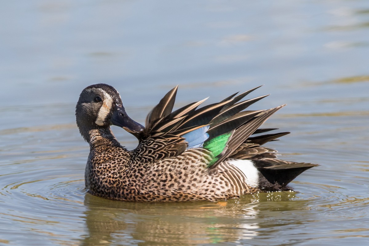 Blue-winged Teal - ML340021491
