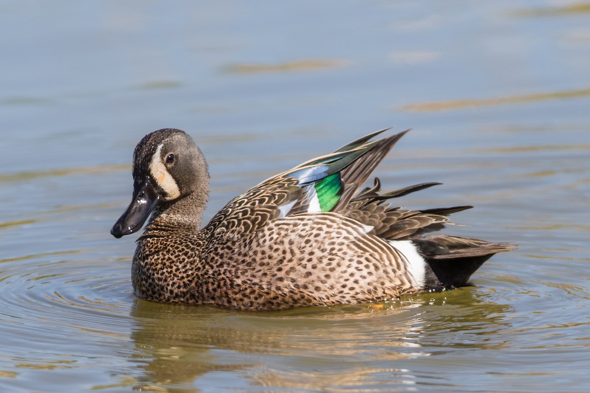 Blue-winged Teal - ML340021501