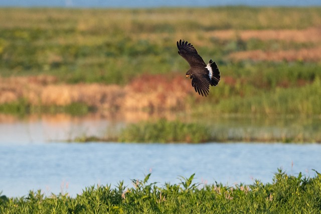 Snail Kite