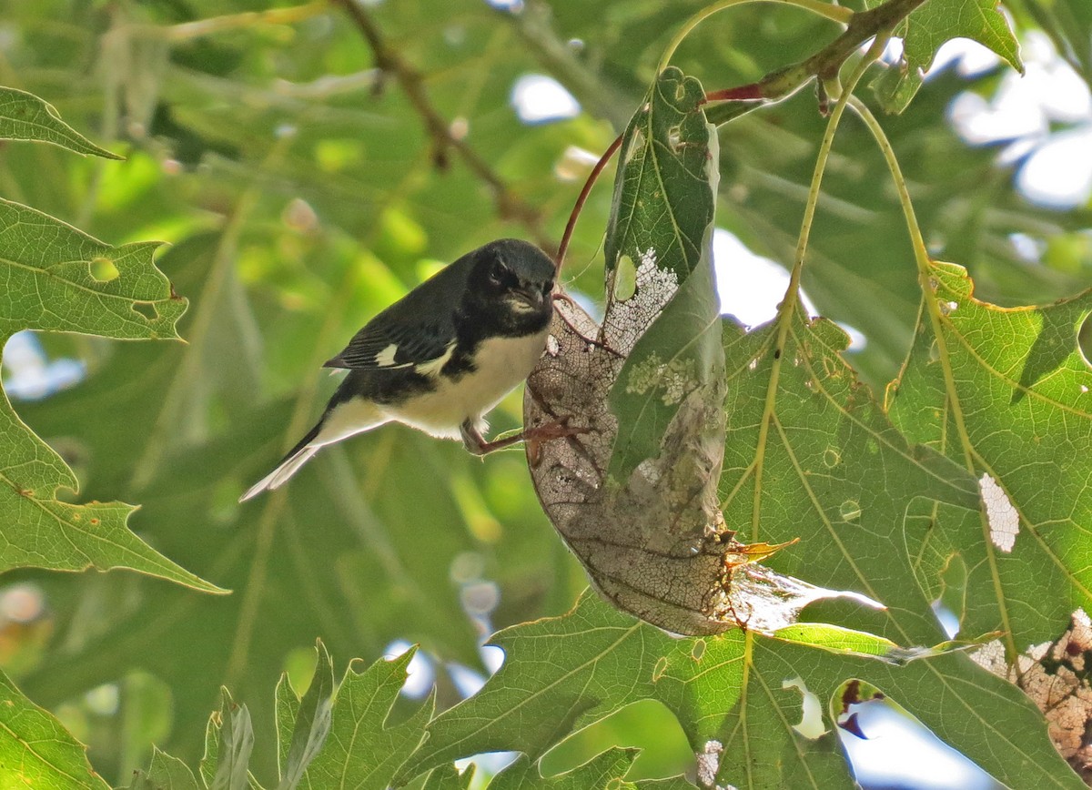 Black-throated Blue Warbler - Anonymous