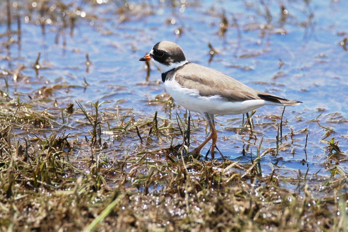 Semipalmated Plover - Ken Oeser