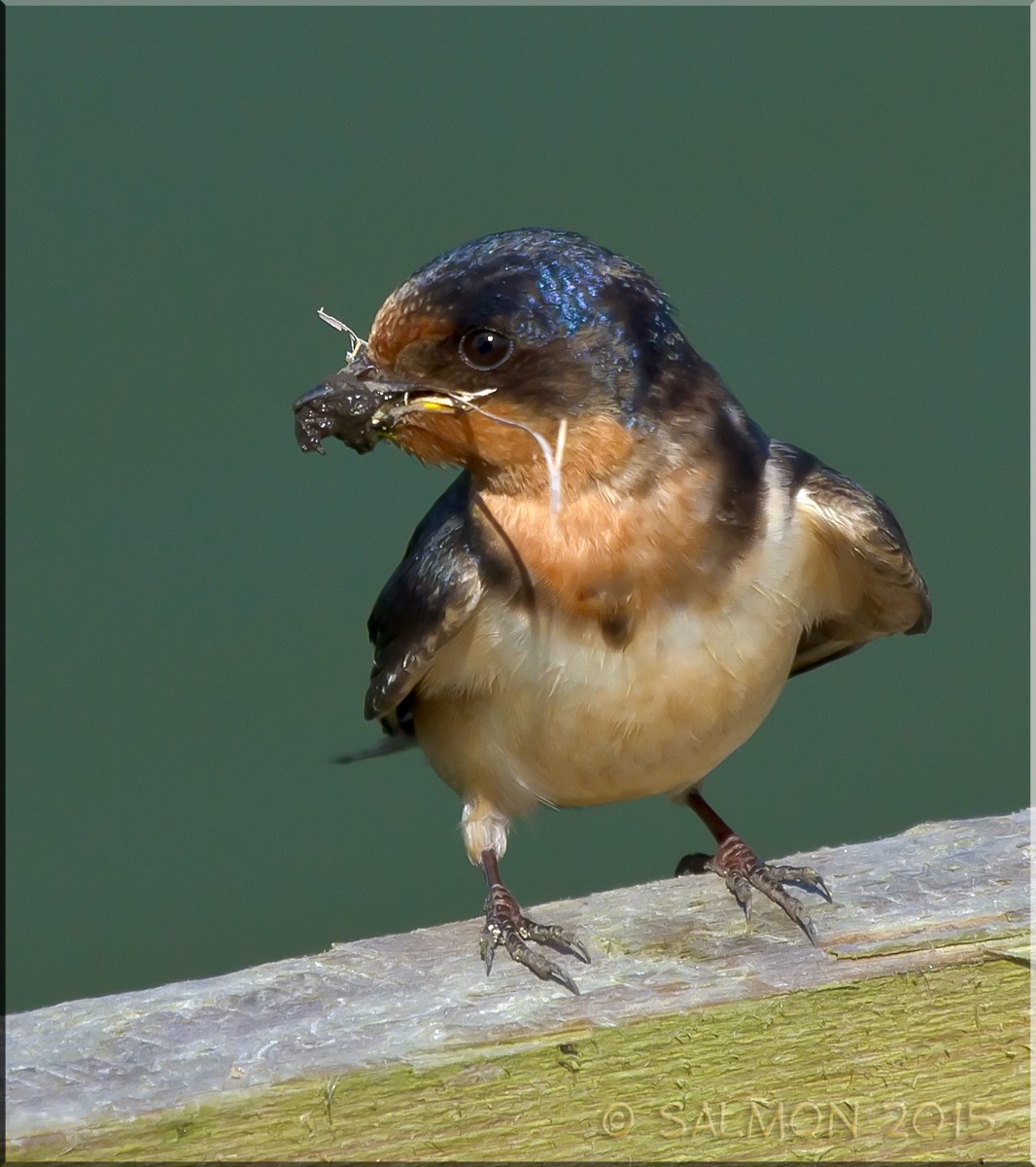 Barn Swallow - Frank Salmon