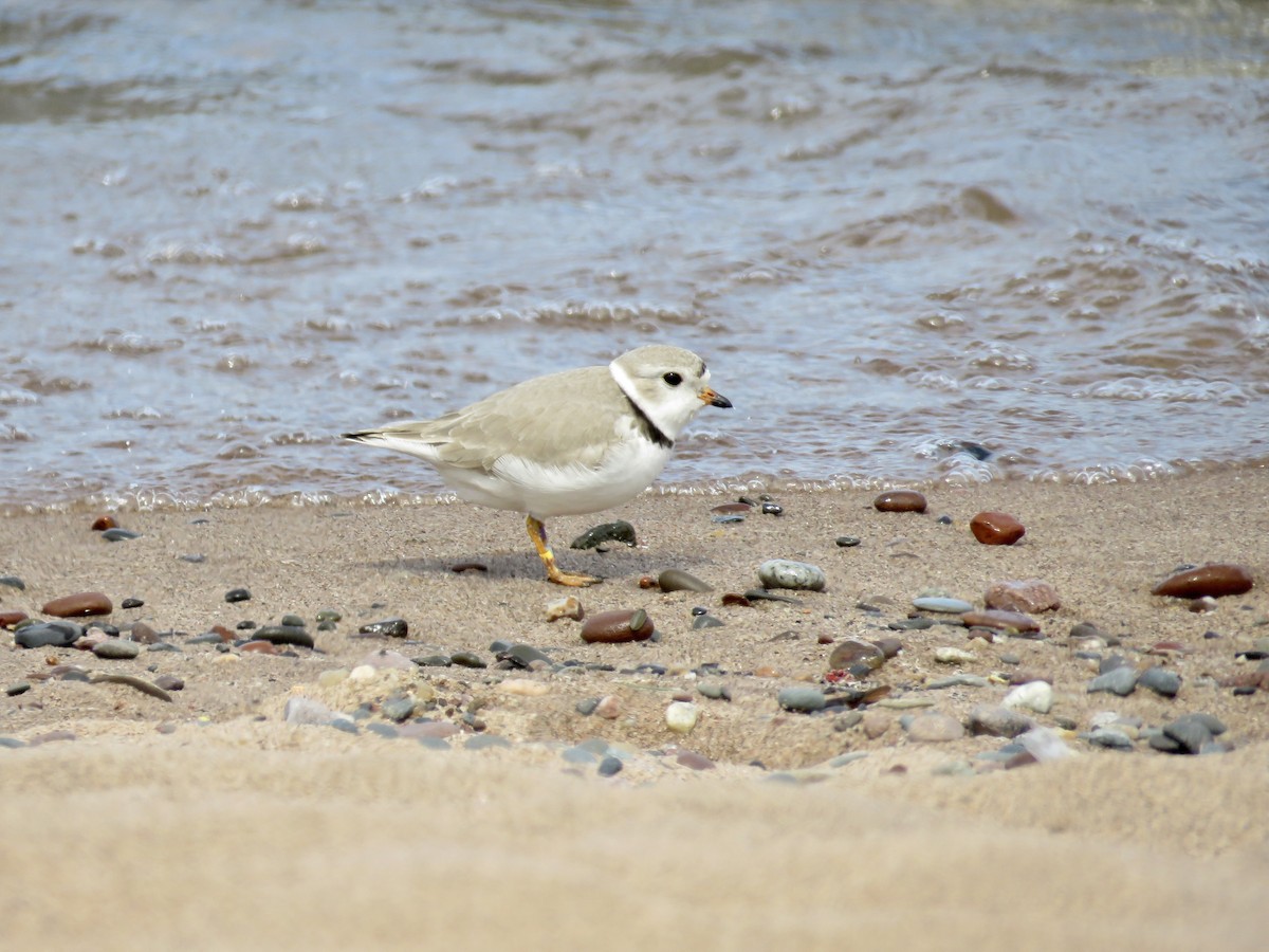 Piping Plover - ML340047071