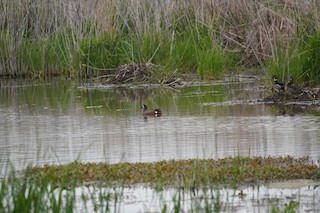 Blue-winged Teal, ML340048221