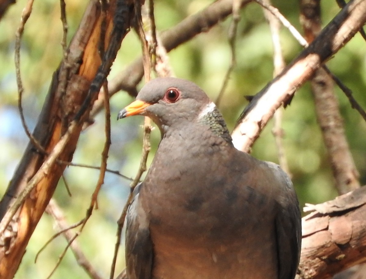 Band-tailed Pigeon - Nina Jones