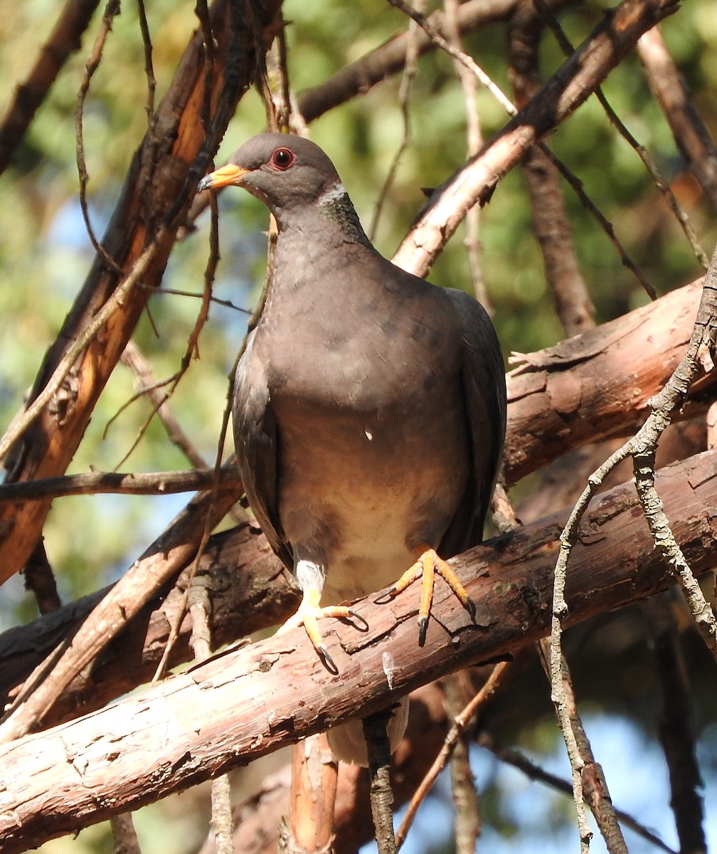 Band-tailed Pigeon - ML34004901