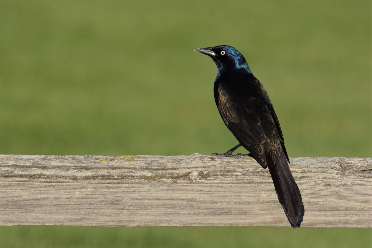 Common Grackle - Patrick Maurice
