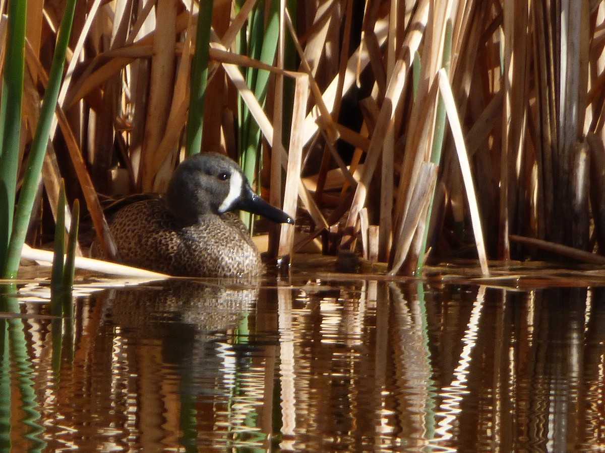 Blue-winged Teal - ML340050361