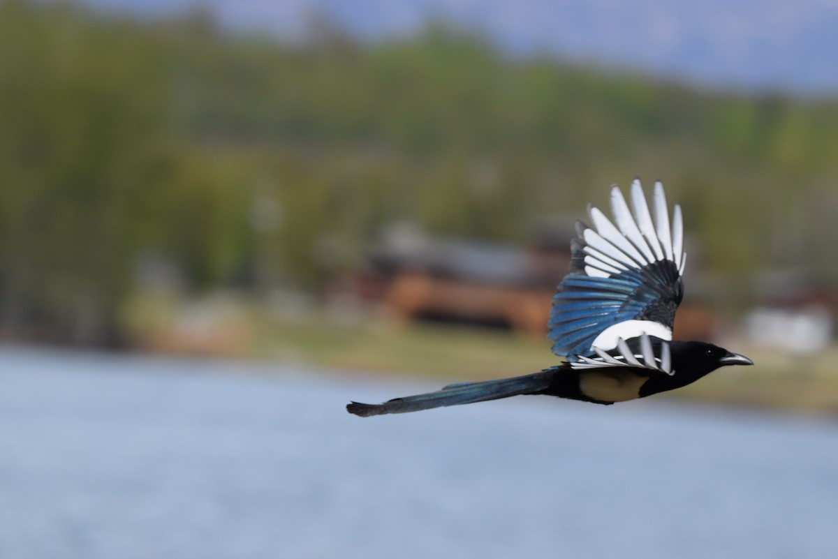 Black-billed Magpie - Ethan Compton