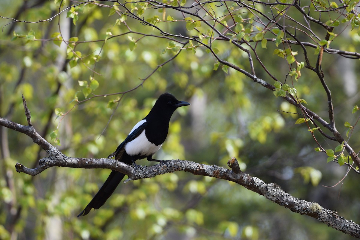 Black-billed Magpie - Ethan Compton