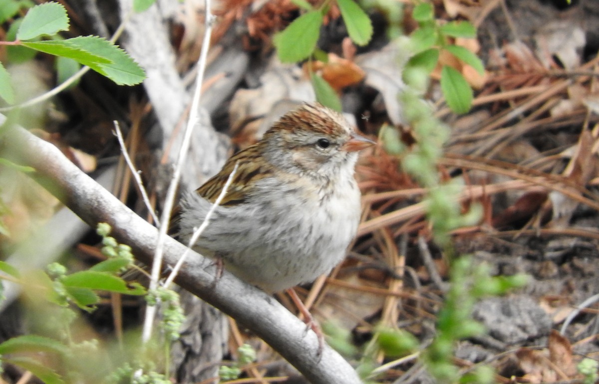 Chipping Sparrow - ML34005841
