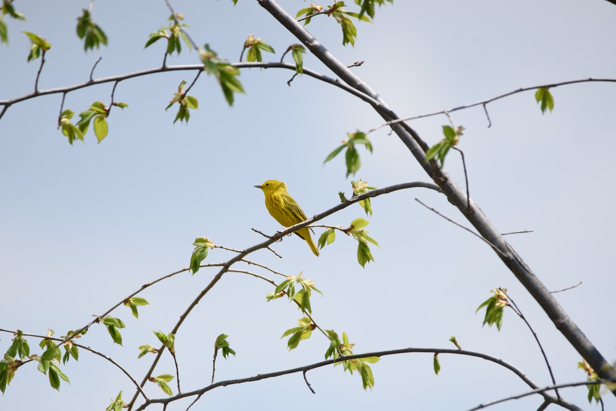Yellow Warbler - ML340059421