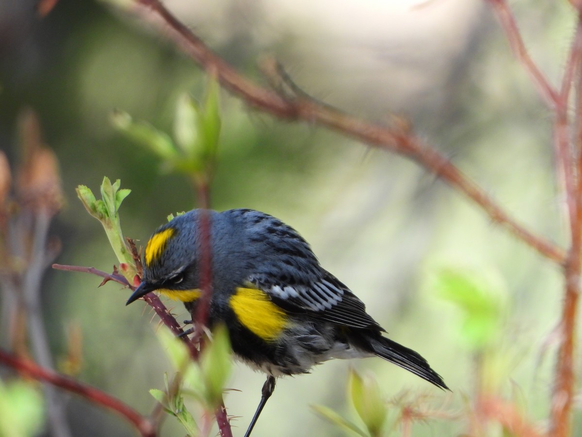 Yellow-rumped Warbler (Myrtle x Audubon's) - Andrew Hyland