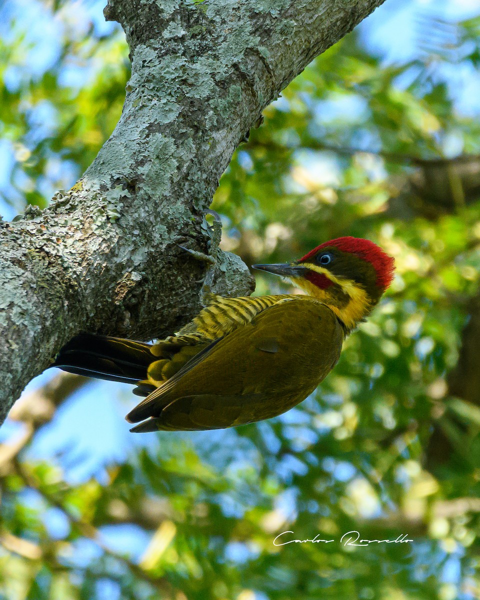 Golden-green Woodpecker - ML340064321