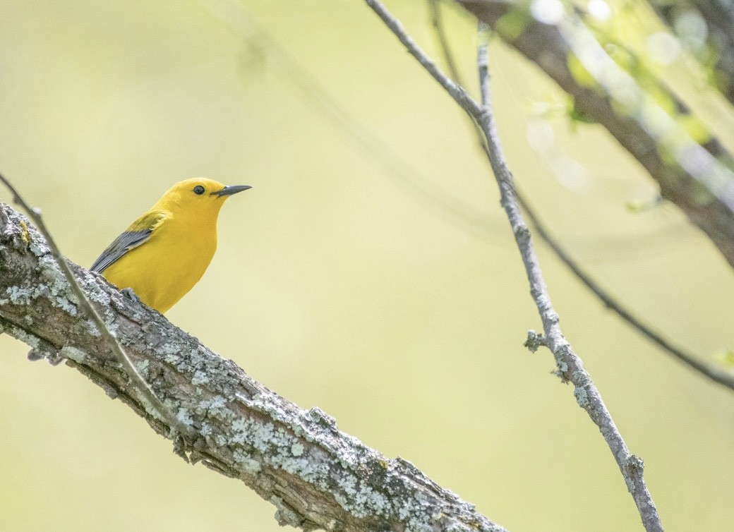Prothonotary Warbler - ML340071691