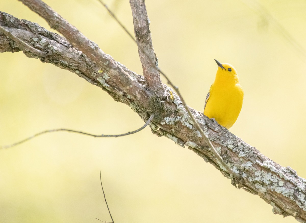Prothonotary Warbler - ML340071701