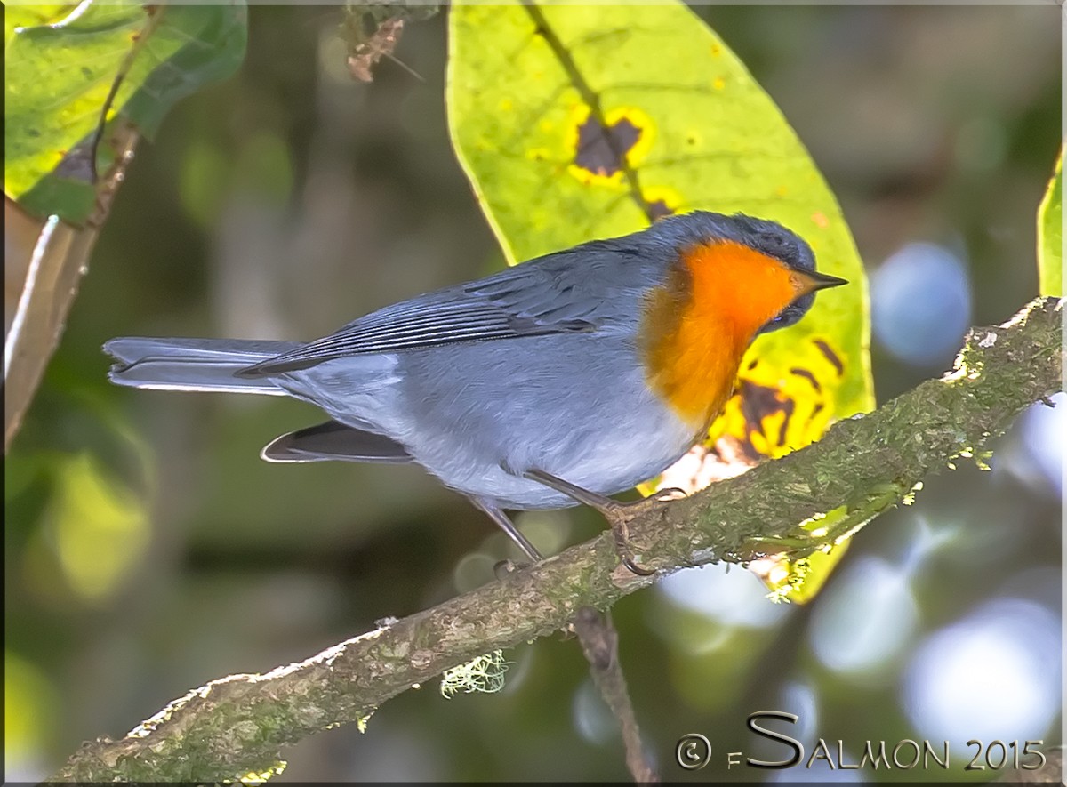 Flame-throated Warbler - Frank Salmon
