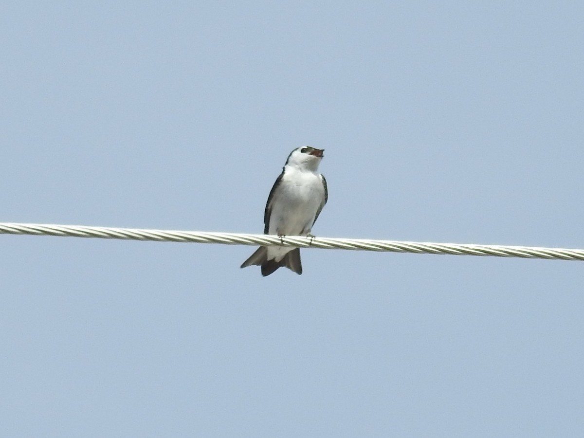 Violet-green Swallow - ML340077121