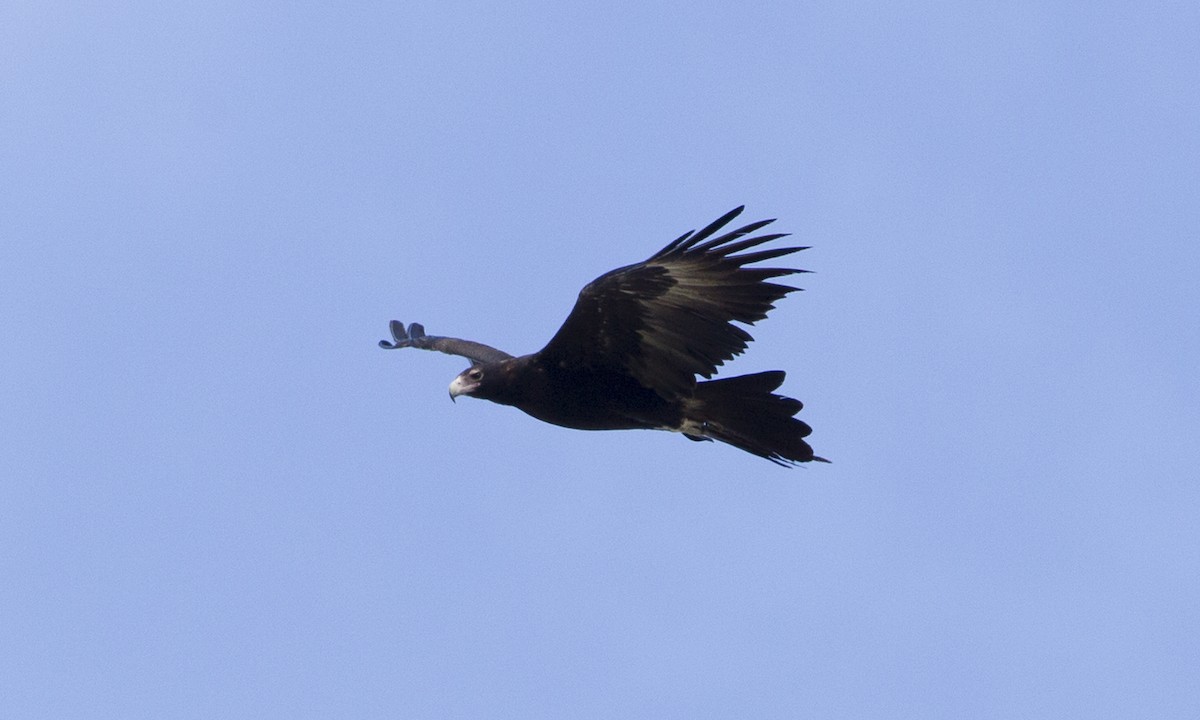 Wedge-tailed Eagle - ML34008391