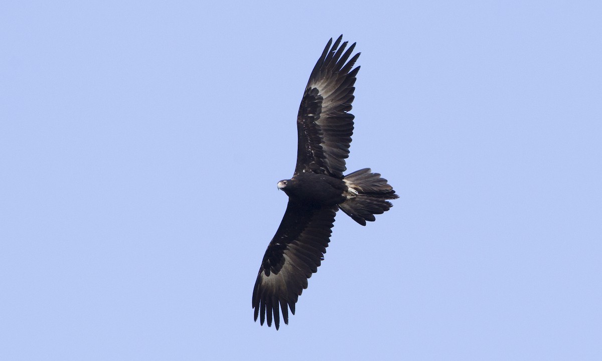 Wedge-tailed Eagle - ML34008401