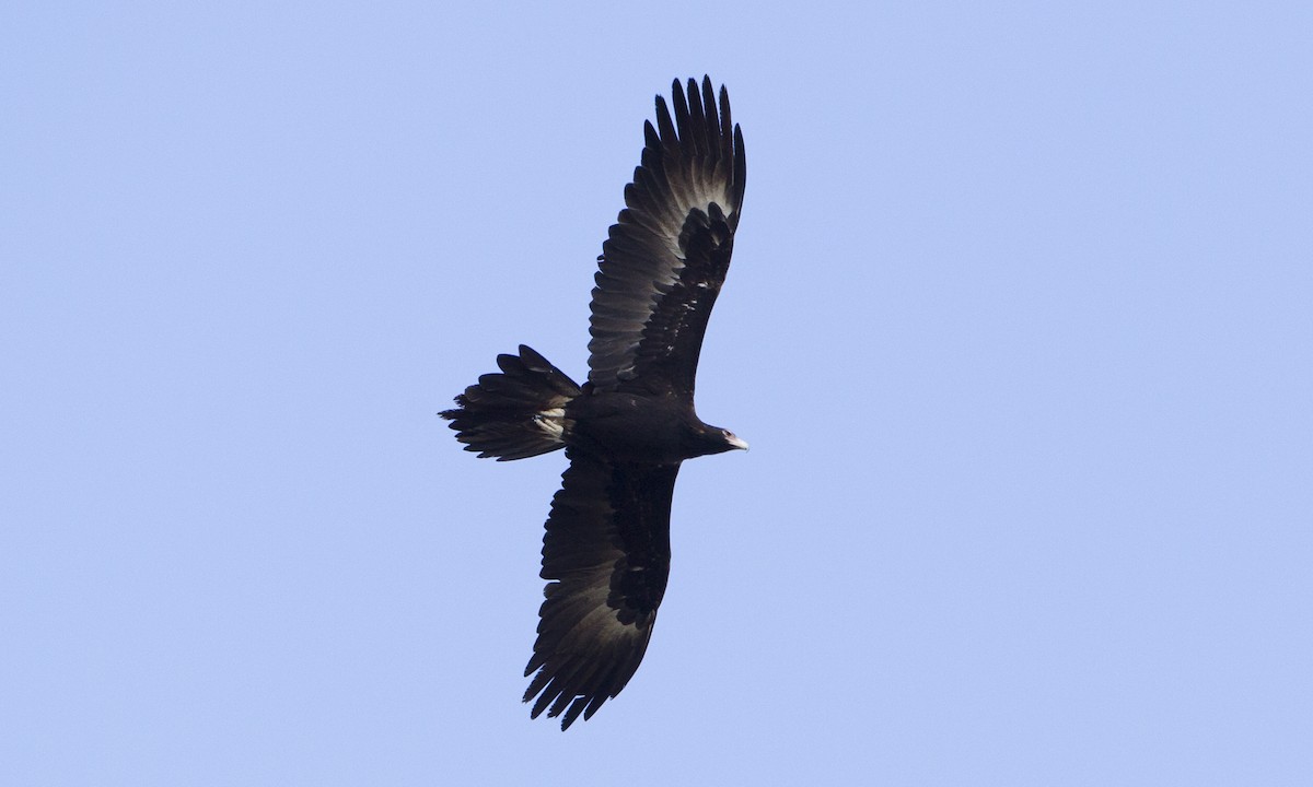 Wedge-tailed Eagle - ML34008411