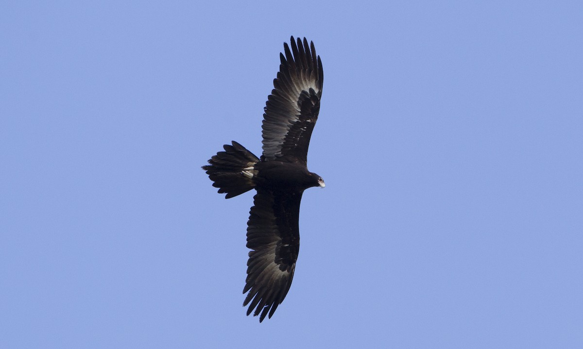 Wedge-tailed Eagle - ML34008421