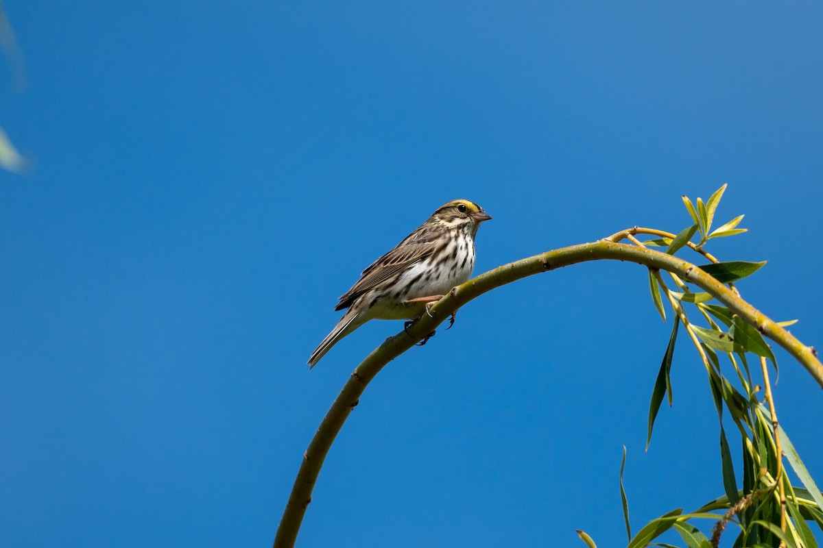 Savannah Sparrow - ML340086041