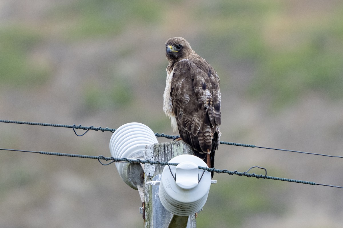 Red-tailed Hawk - ML340089111