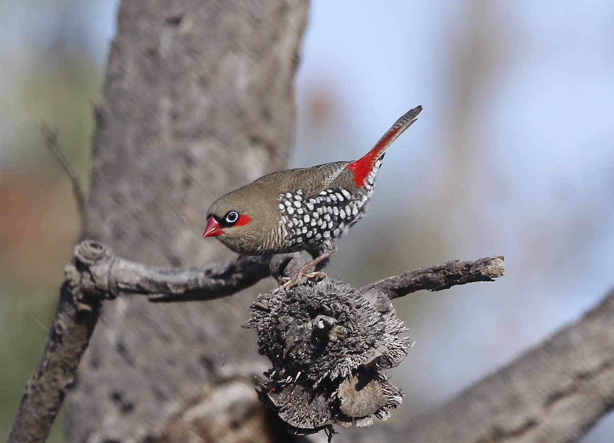 Red-eared Firetail - ML340092351