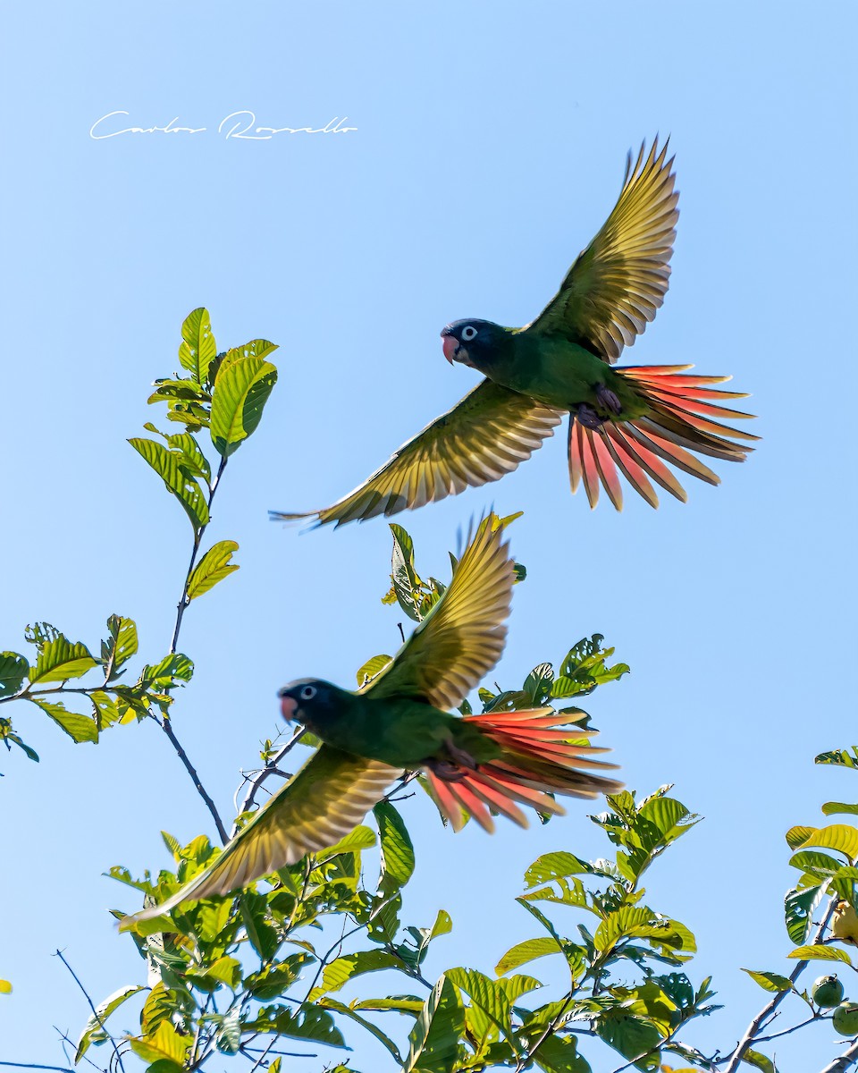 Blue-crowned Parakeet - ML340096031