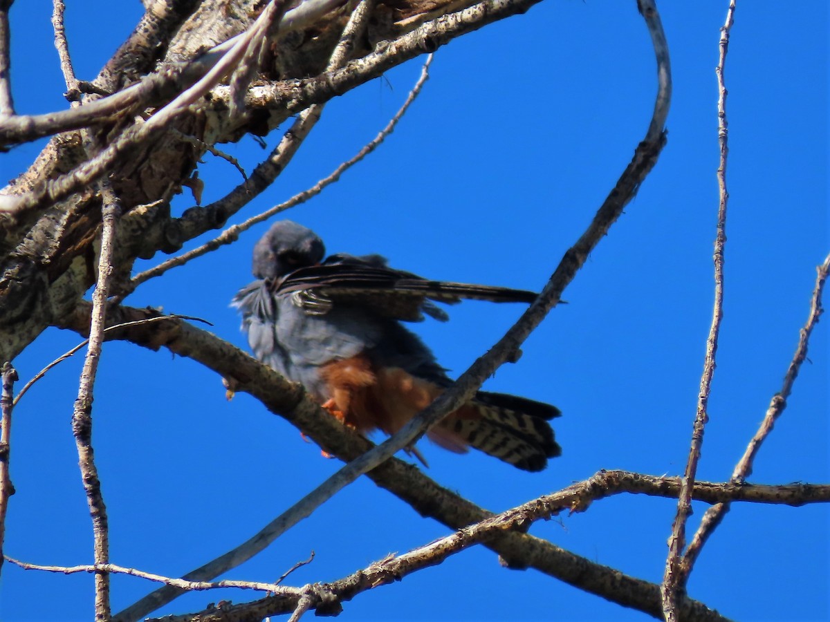 Red-footed Falcon - ML340097151