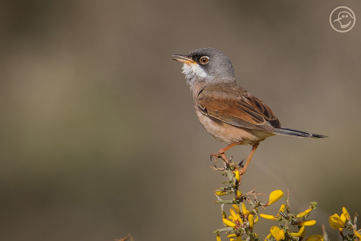 Spectacled Warbler - ML340097401