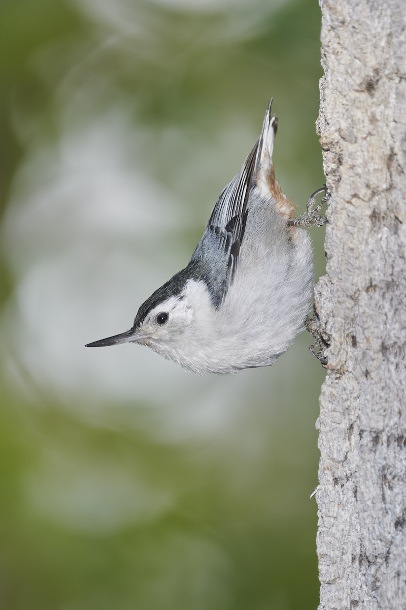 White-breasted Nuthatch - ML340098451
