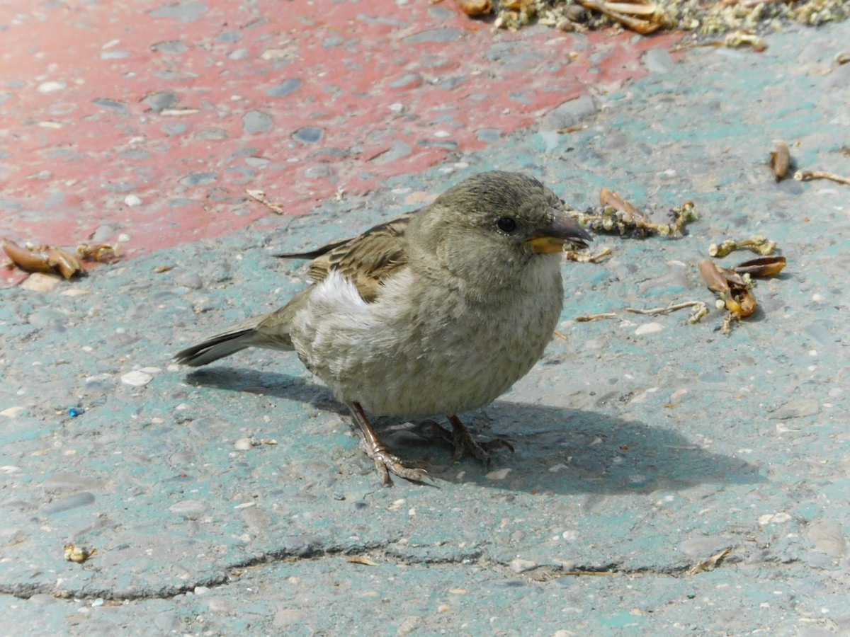 House Sparrow - Garid Nyambayar