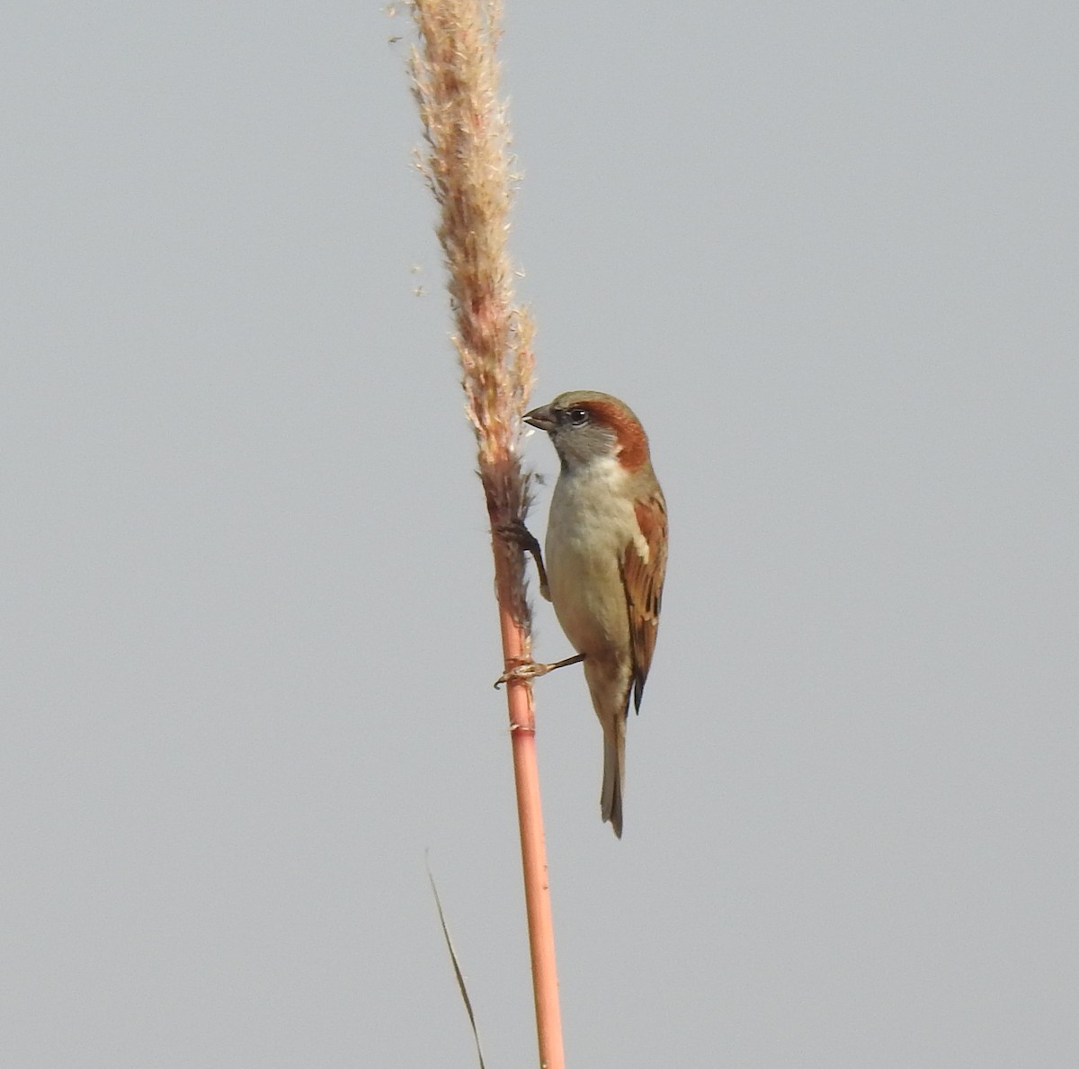 Sind Sparrow - Rama M V