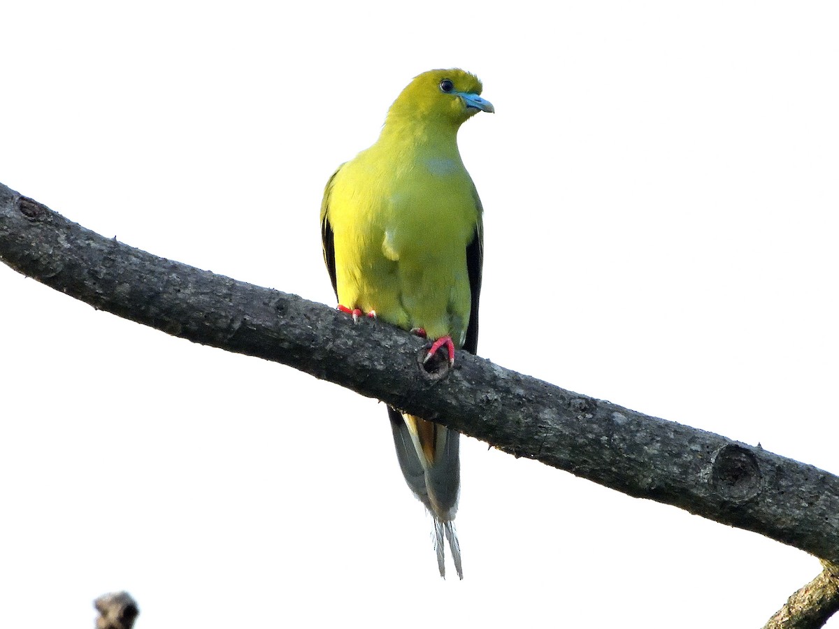 Pin-tailed Green-Pigeon - Chonseng Sangma