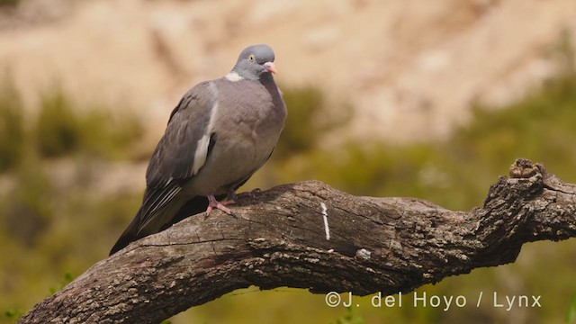 Common Wood-Pigeon - ML340106621