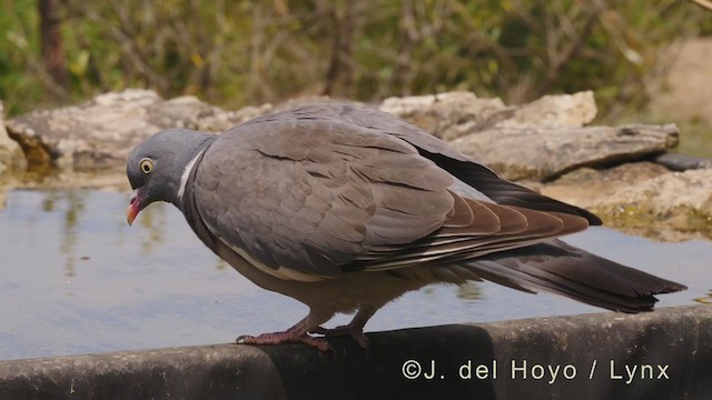 Common Wood-Pigeon - ML340108501