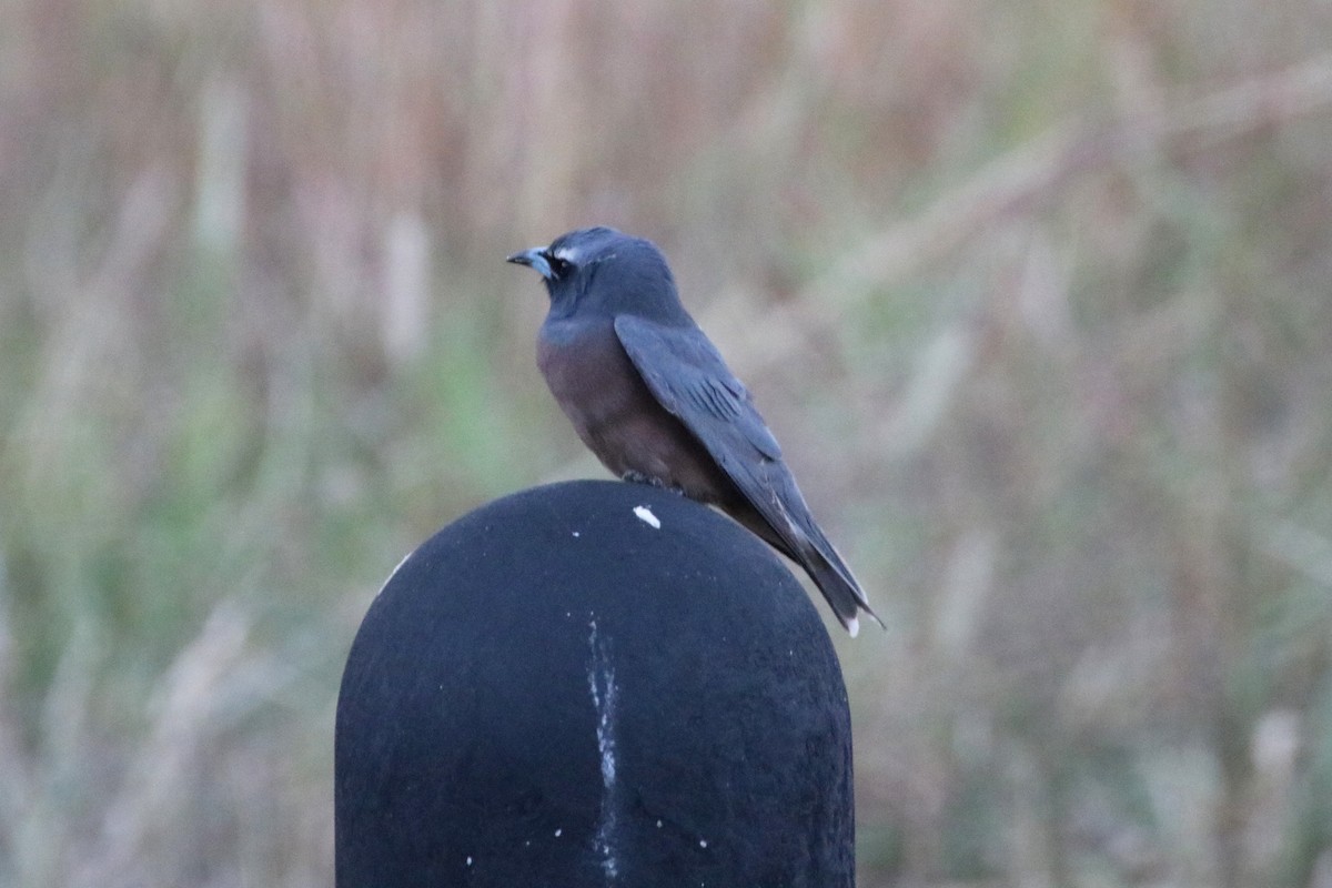 White-browed Woodswallow - ML340109921