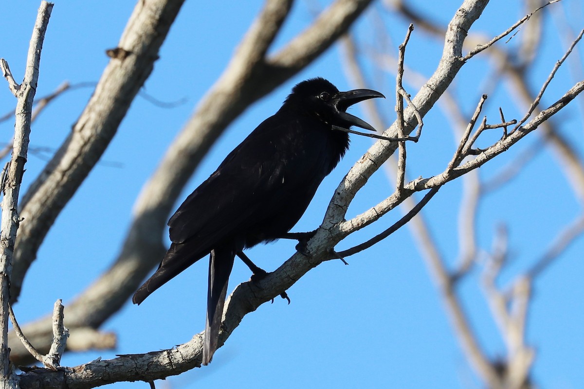 Large-billed Crow - ML340110401