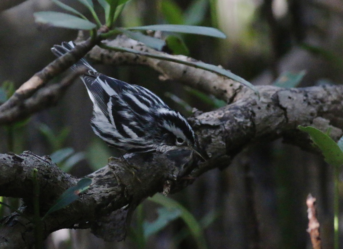 Black-and-white Warbler - ML34011181