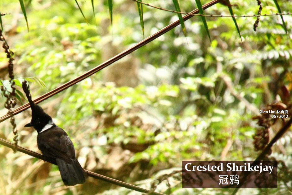 Crested Jayshrike - Lim Ying Hien