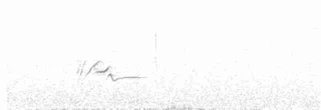 Ak Karınlı Sığırcık - ML340114511